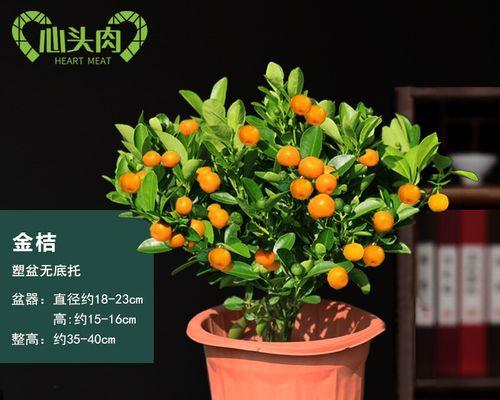 如何养护盆栽桔子的秘诀（打造健康繁盛的盆栽桔子园，）-第2张图片-绿意生活