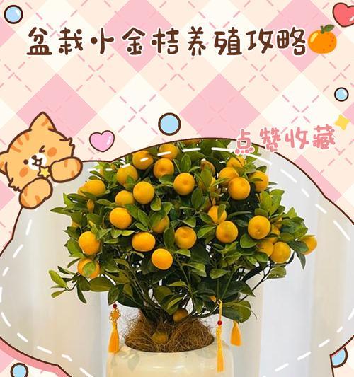 如何养护盆栽桔子的秘诀（打造健康繁盛的盆栽桔子园，）-第3张图片-绿意生活