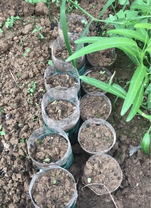 解决养花土壤板结的有效方法（打破土壤板结，助力花草生长）-第1张图片-绿意生活