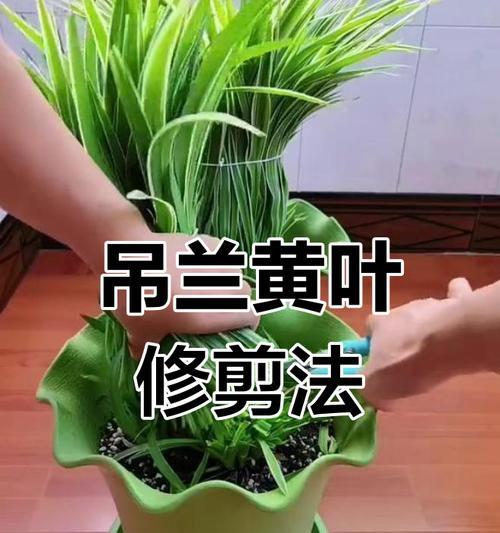 吊蓝叶子黄的原因及解决方法（探究吊蓝叶子黄的可能原因和恢复方法）-第1张图片-绿意生活