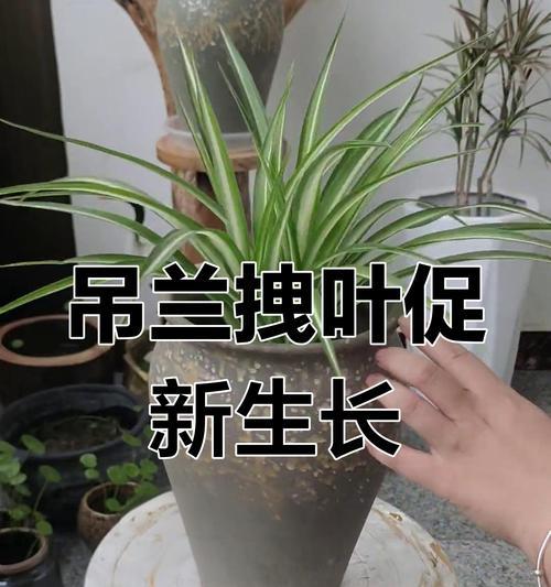 吊蓝叶子黄的原因及解决方法（探究吊蓝叶子黄的可能原因和恢复方法）-第3张图片-绿意生活