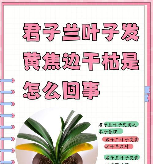 从健康角度看，这些人群不宜养君子兰（从健康角度看，这些人群不宜养君子兰）-第3张图片-绿意生活