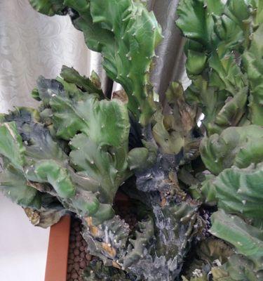 饭菜工程（保护农作物健康成长的关键技巧与方法）-第2张图片-绿意生活