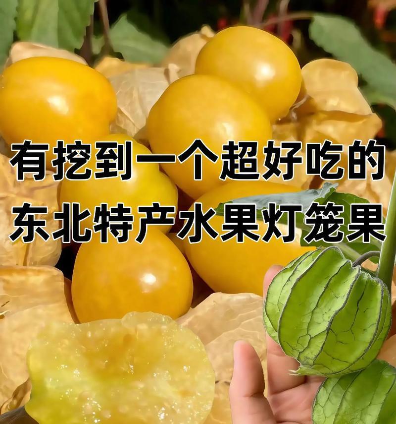 姑娘果的采摘与上市时间（了解姑娘果成熟时间，享受新鲜美味）-第2张图片-绿意生活
