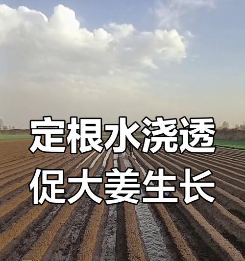 以水怎么算浇透？（探索浇水的科学方法与技巧）-第3张图片-绿意生活