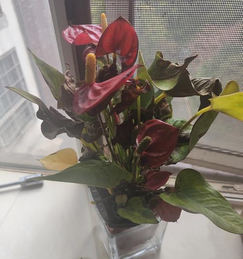 水培白掌为何越养越小？（探究水培白掌停止生长的原因及解决方法）-第1张图片-绿意生活