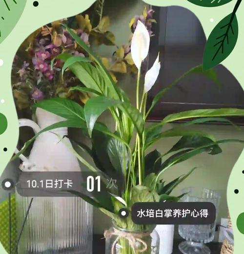 水培白掌为何越养越小？（探究水培白掌停止生长的原因及解决方法）-第2张图片-绿意生活