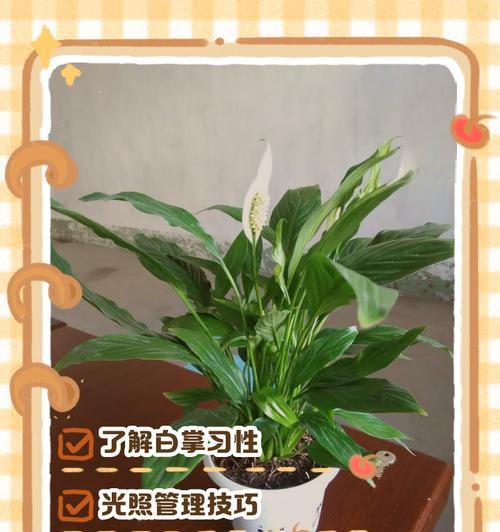 水培白掌为何越养越小？（探究水培白掌停止生长的原因及解决方法）-第3张图片-绿意生活
