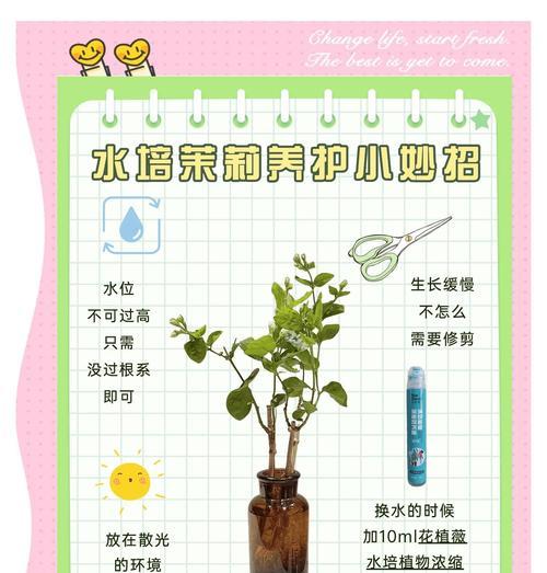 茉莉花多发枝条的秘诀（打造茉莉花浓密多枝的技巧与方法）-第3张图片-绿意生活