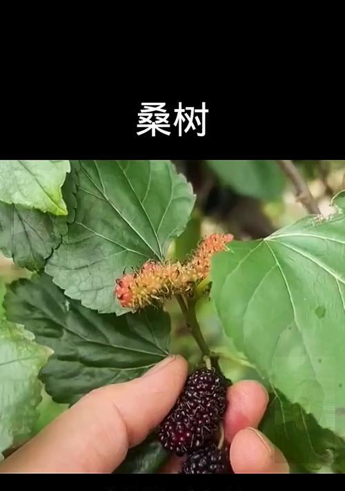 剪枝对于桑葚树的生长有何影响？（揭秘剪枝后桑葚树是否容易插活）-第3张图片-绿意生活