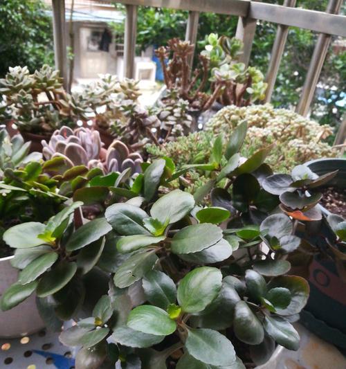 长寿花夏季掉叶的原因及应对方法（解析长寿花夏季掉叶现象，助你打造繁茂健康的花园）-第1张图片-绿意生活