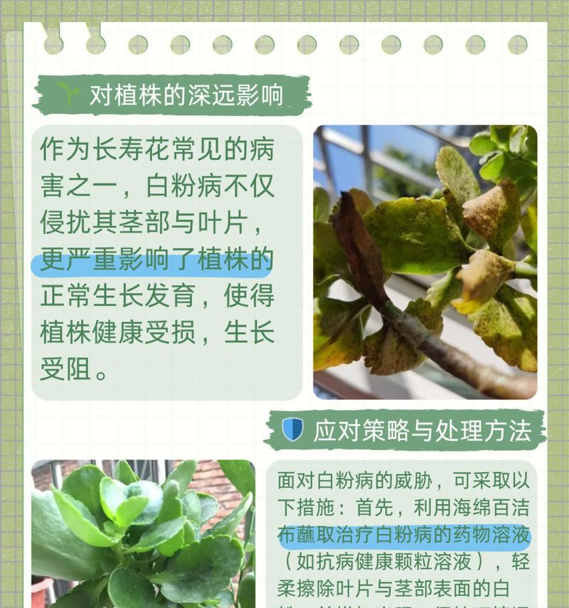 长寿花夏季掉叶的原因及应对方法（解析长寿花夏季掉叶现象，助你打造繁茂健康的花园）-第2张图片-绿意生活