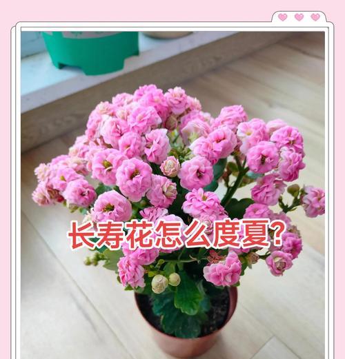 长寿花夏季掉叶的原因及应对方法（解析长寿花夏季掉叶现象，助你打造繁茂健康的花园）-第3张图片-绿意生活