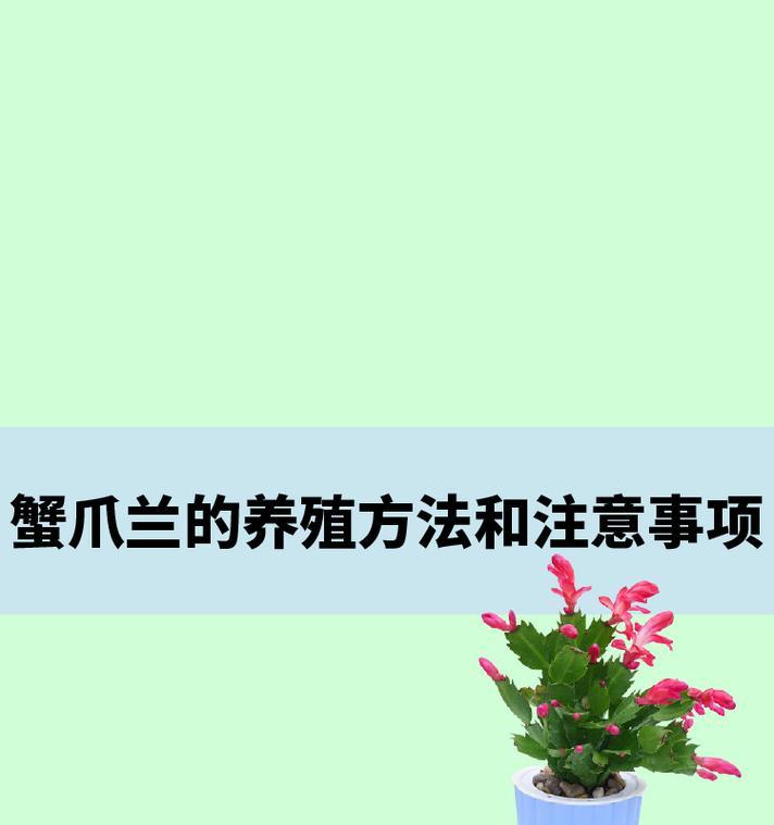 嫁接蟹爪兰的养殖方法与注意事项（打造美丽花园，从嫁接蟹爪兰开始）-第2张图片-绿意生活