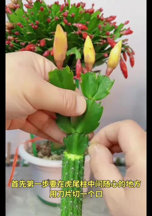 嫁接蟹爪兰的养殖方法与注意事项（打造美丽花园，从嫁接蟹爪兰开始）-第3张图片-绿意生活