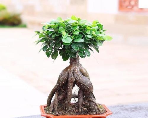 以榕树水培怎么养（简单实用的榕树水培方法）-第2张图片-绿意生活