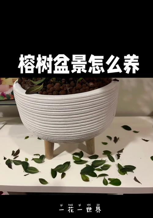以榕树水培怎么养（简单实用的榕树水培方法）-第3张图片-绿意生活
