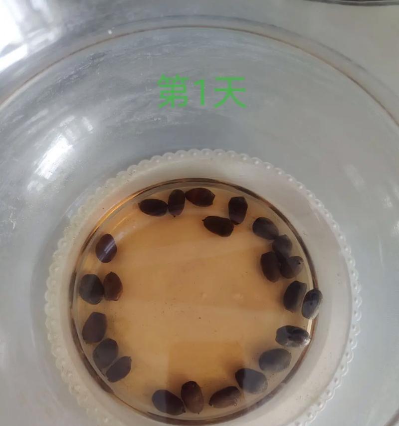 碗莲水培发根不长的原因及解决方法（水培碗莲发根困扰解析，不再愁碗莲根不长）-第1张图片-绿意生活