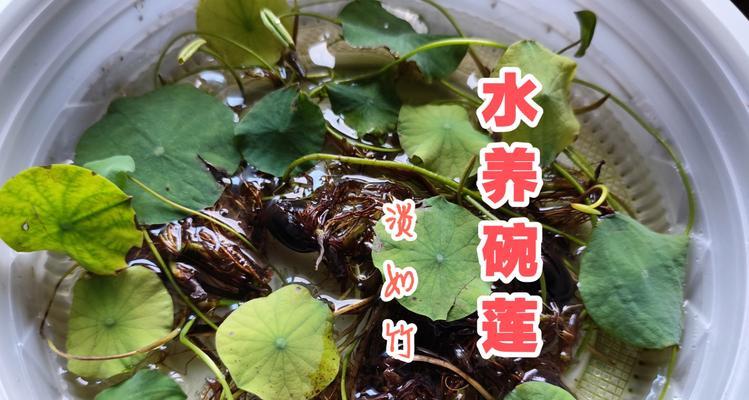 碗莲水培发根不长的原因及解决方法（水培碗莲发根困扰解析，不再愁碗莲根不长）-第3张图片-绿意生活