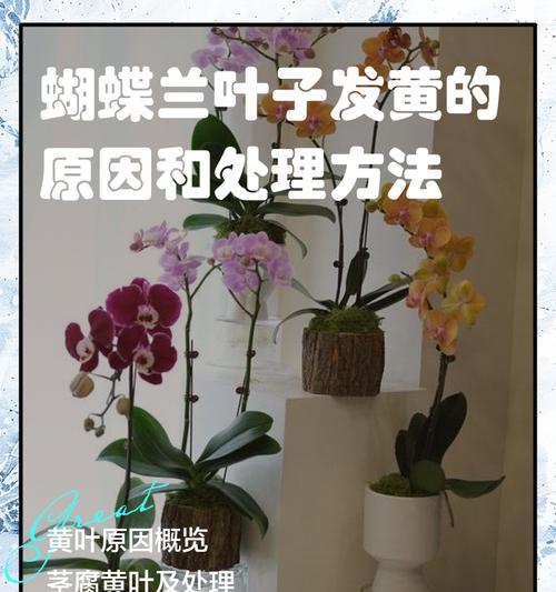 蝴蝶兰叶子倒了的原因及解决方法（蝴蝶兰叶子倒了，如何保持叶片健康？）-第2张图片-绿意生活