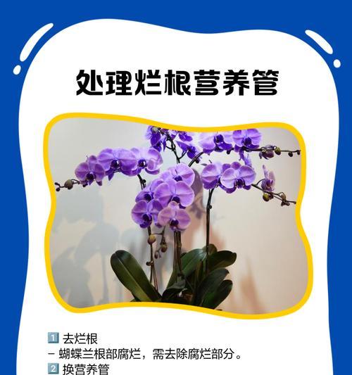 蝴蝶兰叶子倒了的原因及解决方法（蝴蝶兰叶子倒了，如何保持叶片健康？）-第3张图片-绿意生活