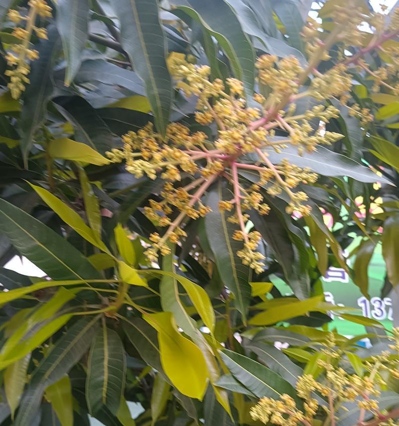 芒果的开花季节（探究芒果的花期，带你了解芒果开花的奥秘）-第2张图片-绿意生活