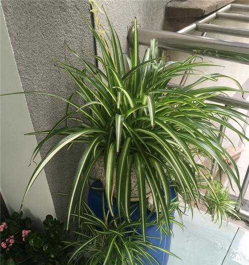 以草木灰为消毒剂，保护吊兰健康（草木灰的消毒作用和使用方法）-第3张图片-绿意生活