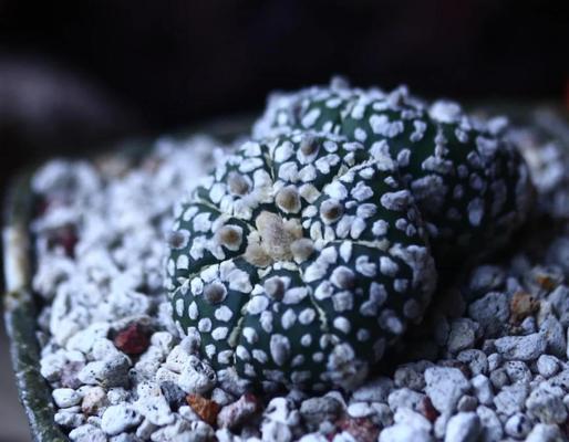 以星兜养仙人球，打造独特的植物世界（星兜养仙人球的养护技巧，让你的植物更加亮眼夺目）-第1张图片-绿意生活