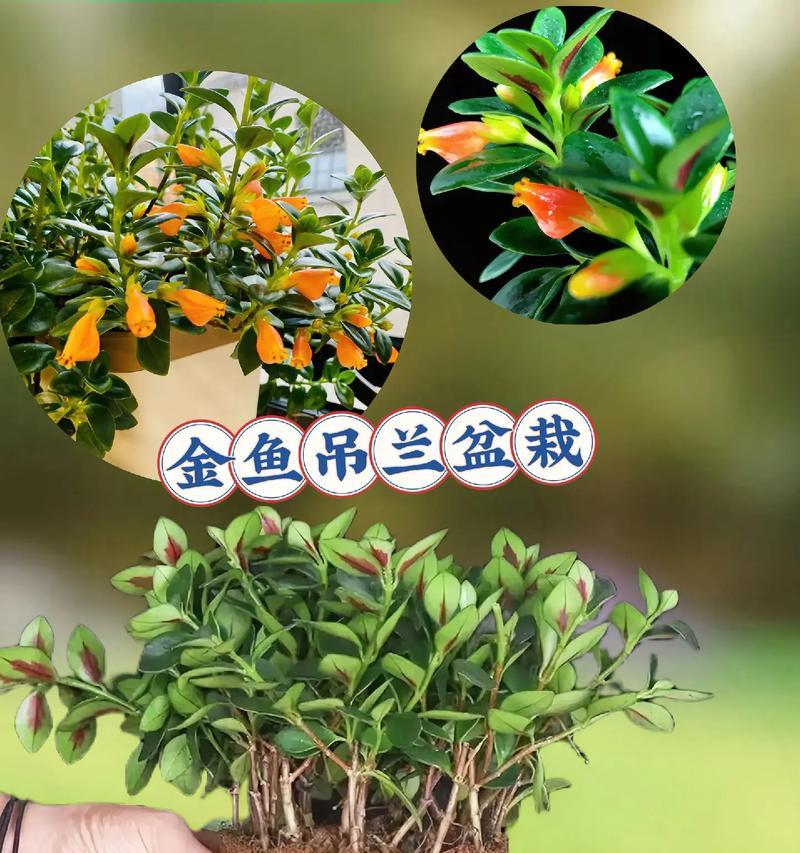 金鱼养殖方法与注意事项（了解如何照顾您的小金鱼，让它们健康快乐）-第3张图片-绿意生活