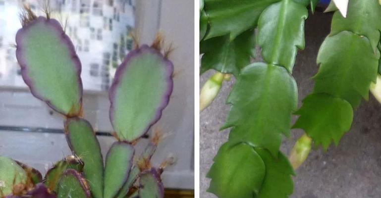 以假昙花不开花的处理方法（解析以假昙花不开花的原因及应对策略）-第1张图片-绿意生活