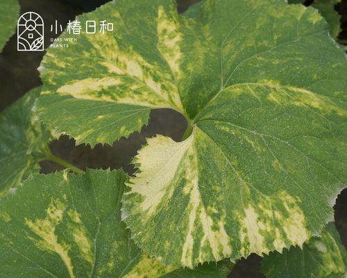 植物修剪技巧（以修剪技巧为基础，将植物打造成漂亮的伞状形态）-第1张图片-绿意生活
