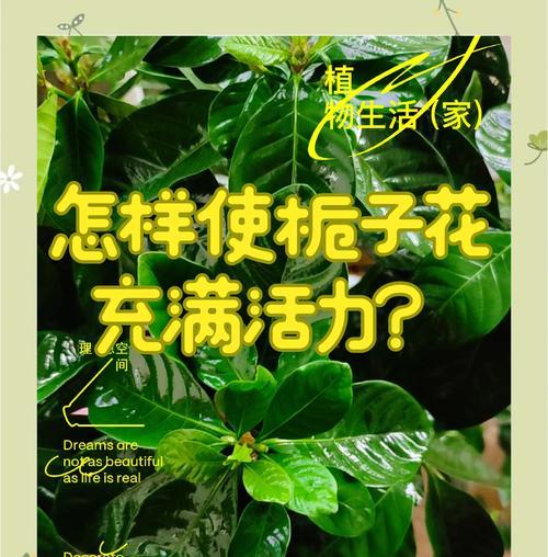 栀子花虫害防治方法及技巧（栀子花虫害的症状及防治要点）-第3张图片-绿意生活