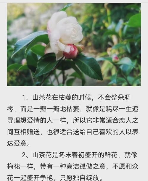 诚信之花——鸢尾花的花语（探寻鸢尾花的花语与诚信主题的联系）-第1张图片-绿意生活