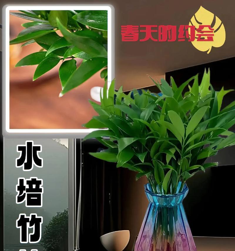家居风水之竹柏吉利（放哪里风水好？如何摆放竹柏吉利？）-第3张图片-绿意生活