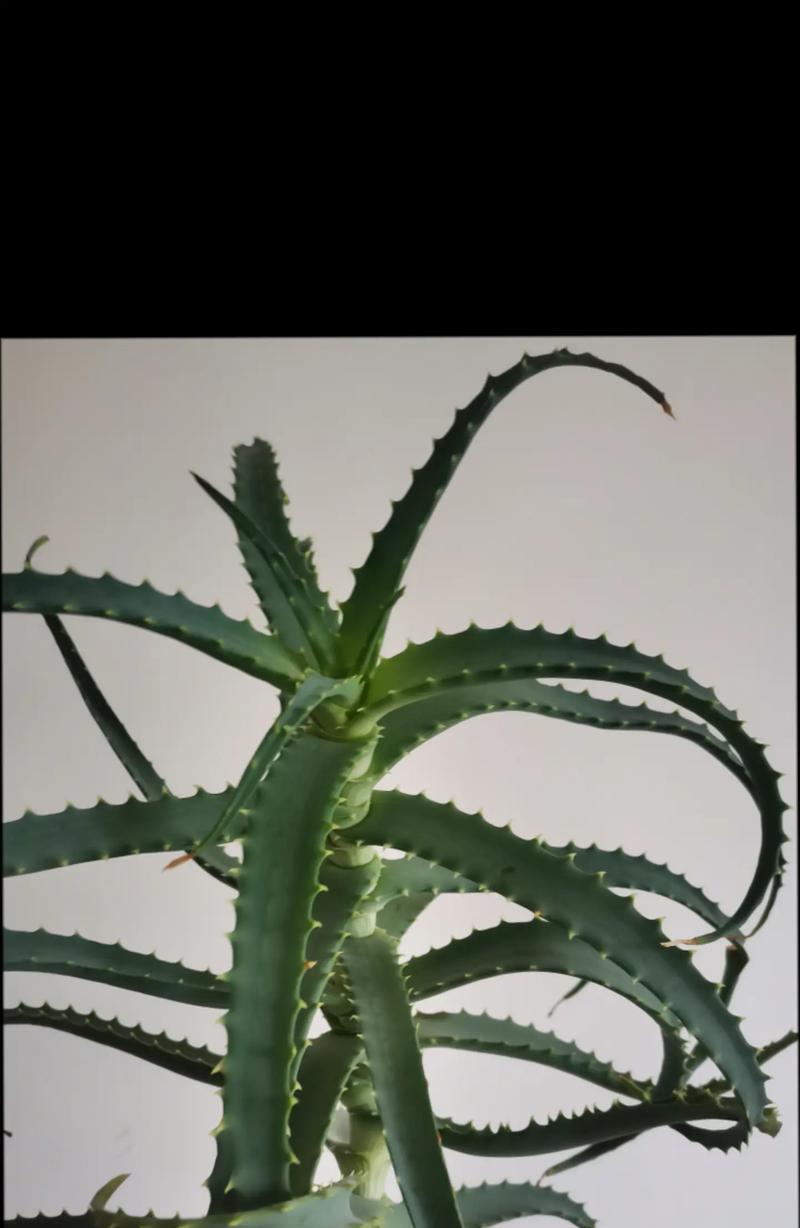 龙爪开花的寓意（揭示中国文化中的祥瑞）-第2张图片-绿意生活