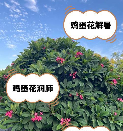 鸡蛋花开花季节及注意事项（探秘鸡蛋花开花的六大月份，你知道几个？）-第2张图片-绿意生活