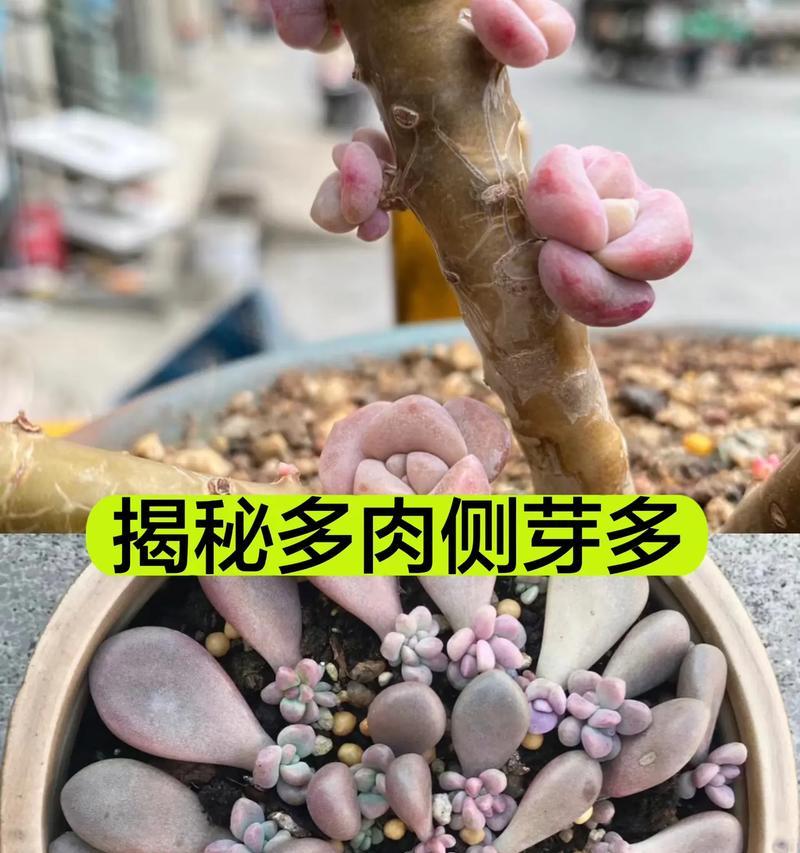 多肉植物神奇的再生能力（探索多肉植物的发芽奇迹）-第2张图片-绿意生活
