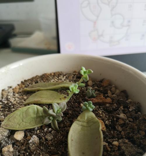 多肉植物神奇的再生能力（探索多肉植物的发芽奇迹）-第1张图片-绿意生活