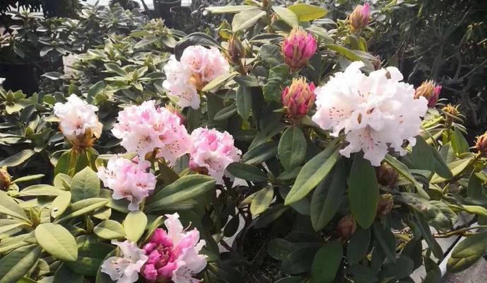北方冬季养护杜鹃花的秘诀（北方杜鹃花养护关键技巧及注意事项）-第1张图片-绿意生活