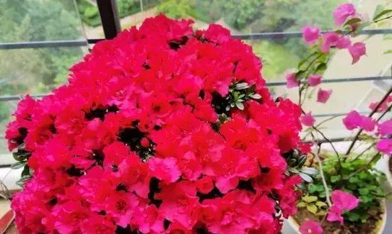 北方冬季养护杜鹃花的秘诀（北方杜鹃花养护关键技巧及注意事项）-第3张图片-绿意生活