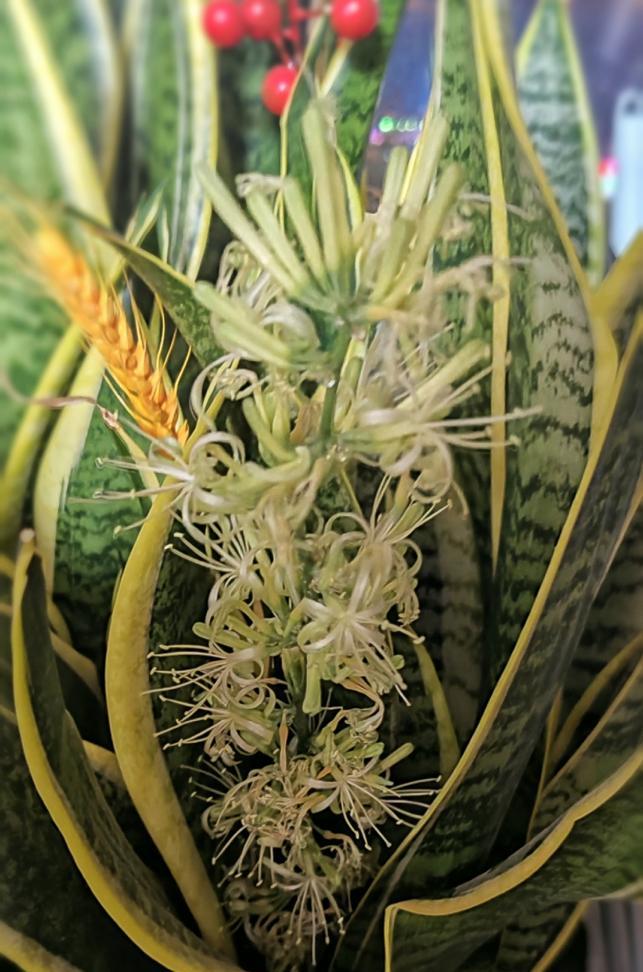 金边虎皮兰的花开奇迹（探秘金边虎皮兰的花朵奇观，美不胜收！）-第1张图片-绿意生活