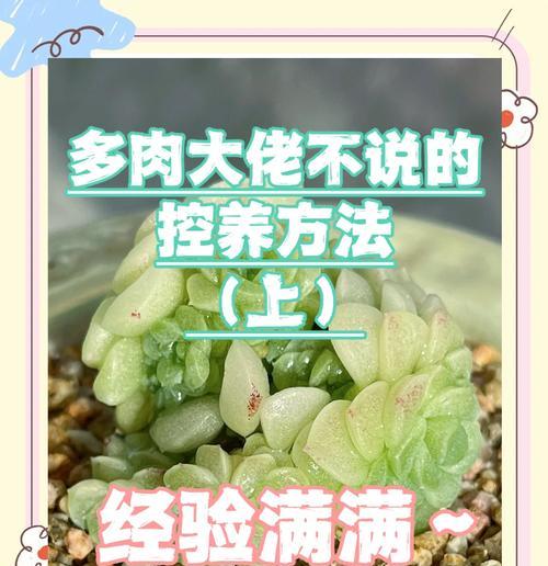 多肉营养土的配制方法（多肉植物怎样才能健康成长？）-第1张图片-绿意生活