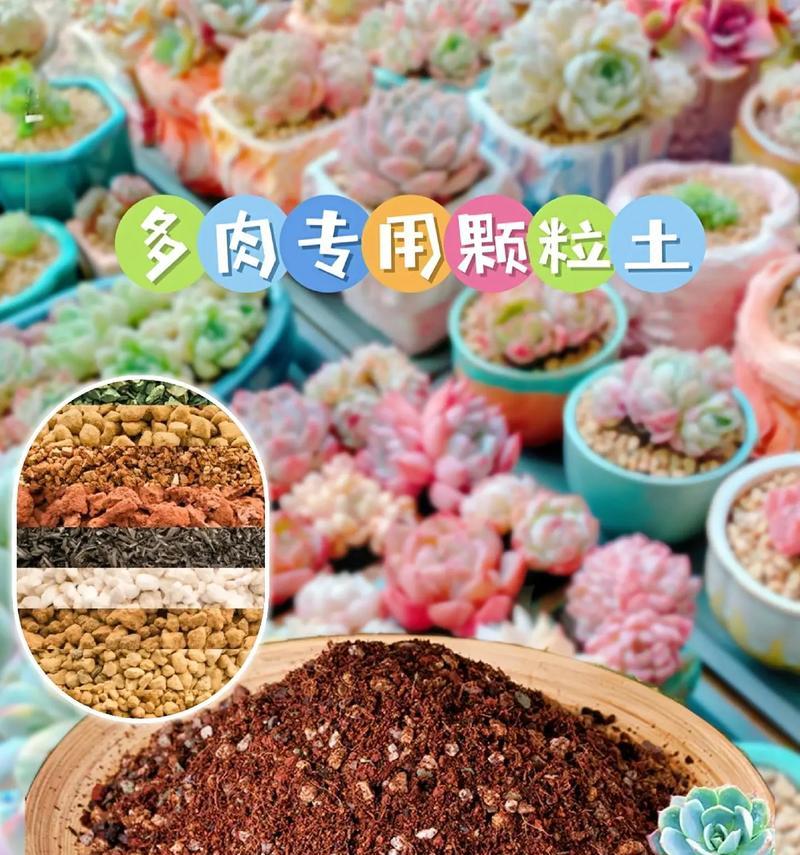 多肉营养土的配制方法（多肉植物怎样才能健康成长？）-第3张图片-绿意生活