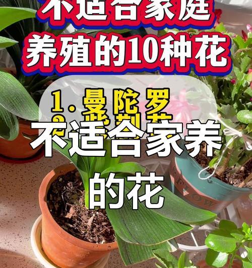 夏威夷花的养殖技巧（打造夏威夷花的花海乐园）-第2张图片-绿意生活