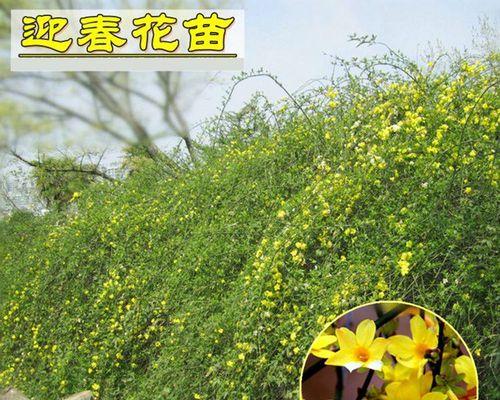 冬季浇水技巧（保证迎春花在寒冷冬天获得适当水分的窍门）-第1张图片-绿意生活