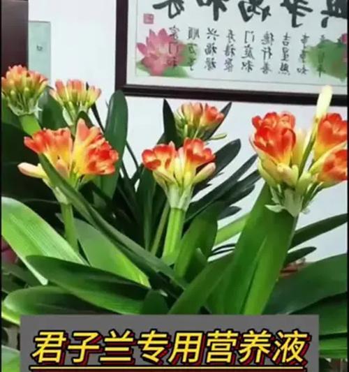 如何养护君子兰第一花（打造健康美丽的君子兰——从第一花开始）-第1张图片-绿意生活