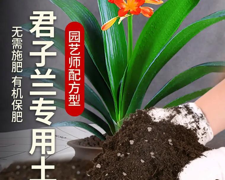 如何养护君子兰第一花（打造健康美丽的君子兰——从第一花开始）-第3张图片-绿意生活