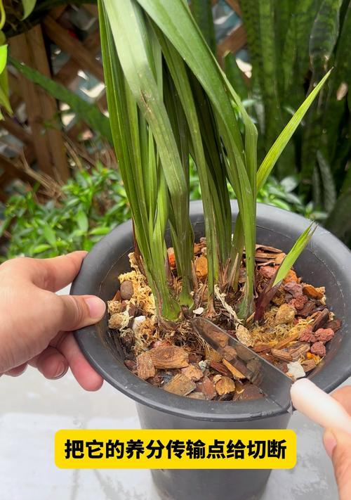 如何促使兰花出新芽（掌握正确的养护技巧，让兰花焕发新生）-第2张图片-绿意生活
