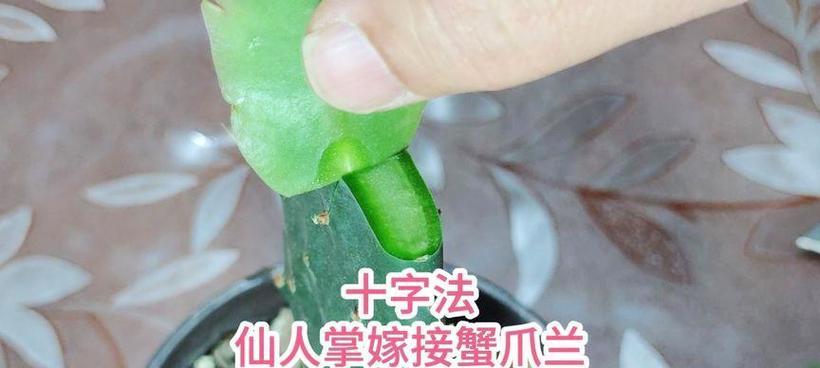 嫁接仙人掌的养护指南（让你的仙人掌茁壮成长的关键技巧）-第1张图片-绿意生活