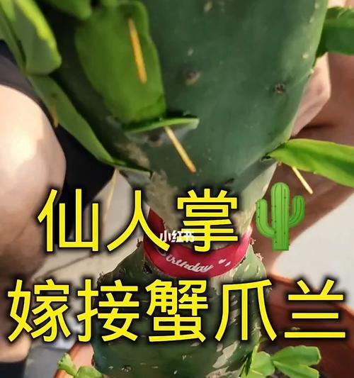嫁接仙人掌的养护指南（让你的仙人掌茁壮成长的关键技巧）-第3张图片-绿意生活